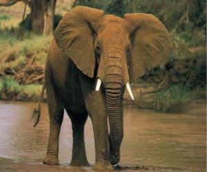 Puzzle Ελέφαντας